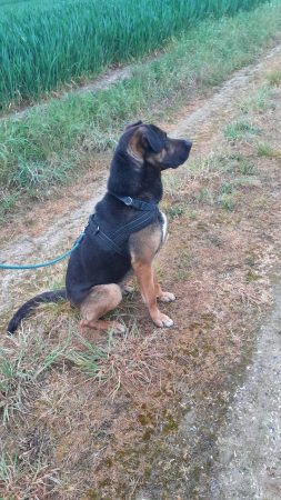 Don chien de compagnie 🐕 – Chien / Chiot à donner à Gonesse (95) (photo 2)