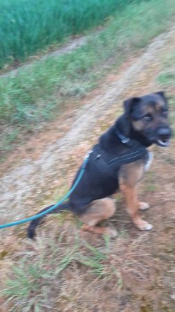 Don chien de compagnie 🐕 – Chien / Chiot à donner à Gonesse (95) (photo 3)