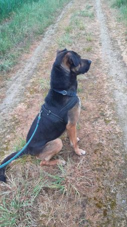 Don chien de compagnie 🐕 – Chien / Chiot à donner à Gonesse (95)