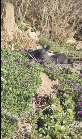 Don lapins femelles – Lapin à donner à Bruges (33) (photo 2)