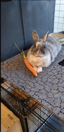 Don lapins femelles – Lapin à donner à Bruges (33) (photo 3)