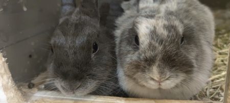 Don lapins femelles – Lapin à donner à Bruges (33)