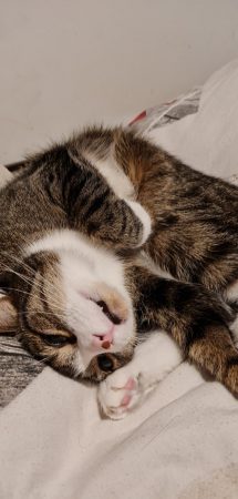 Donne 2 chattes une 3 ans et l'autre 1 an – Chat / Chaton à donner à Senlis (60) (photo 2)