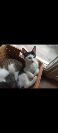 Donne 3 chatons de 3 mois. Deux mâles et une femelle Donne 3 chatons de 3 mois. Deux mâles et une femelle – Chat / Chaton à donner à Bégard (22) (photo 2)