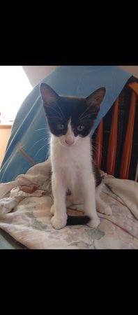 Donne 3 chatons de 3 mois. Deux mâles et une femelle Donne 3 chatons de 3 mois. Deux mâles et une femelle – Chat / Chaton à donner à Bégard (22) (photo 3)