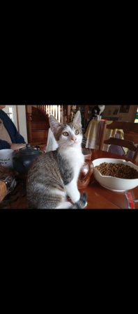 Donne 3 chatons de 3 mois. Deux mâles et une femelle – Chat / Chaton à donner à Bégard (22)