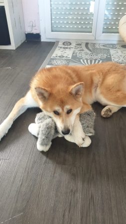 Donne Akita 4 ans, Quimper – Chien / Chiot à donner à Quimper (29)