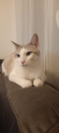 Donne beau chat – Chat / Chaton à donner à Strasbourg (67)