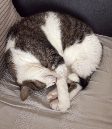Donne chat 5 ans câlin et calme – Chat / Chaton à donner à Marseille (13) (photo 2)