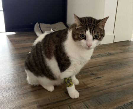 Donne chat 5 ans câlin et calme – Chat / Chaton à donner à Marseille (13)