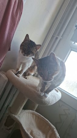 Donne chat – Chat / Chaton à donner à Le Havre (76) (photo 2)