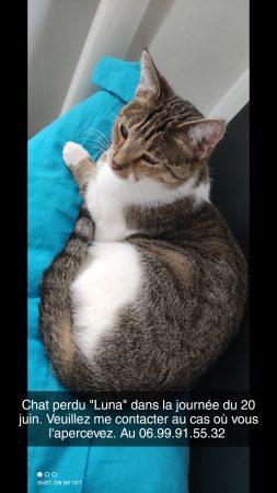 Donne chat – Chat / Chaton à donner à Le Havre (76)