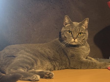 Donne chat de 4 ans – Chat / Chaton à donner à Mantes La Jolie (78)