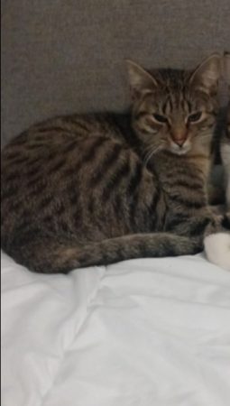 Donne Chat femelle – Chat / Chaton à donner à Metz (57)