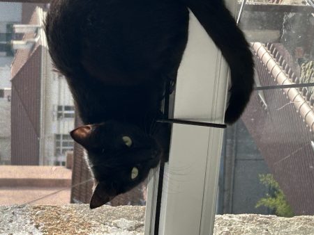 Donne chat gratuit – Chat / Chaton à donner à St Etienne (42)
