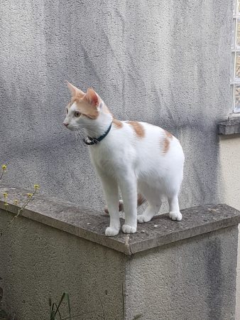Donne chat né le 4.4.25 blanc et roux,propre,joueur,câlin, stérilisé, vacciné et puce,il a besoin d'un extérieur. – Chat / Chaton à donner à Melun (77) (photo 2)