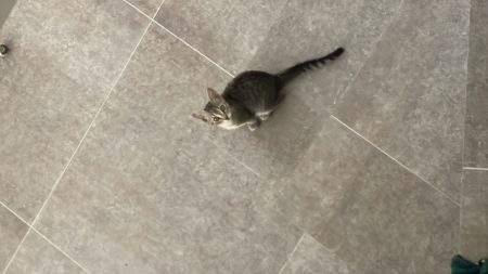 Donne chaton abandonné gris tigre 4 mois – Chat / Chaton à donner à Montesquieu-Lauragais - (31450) (31)