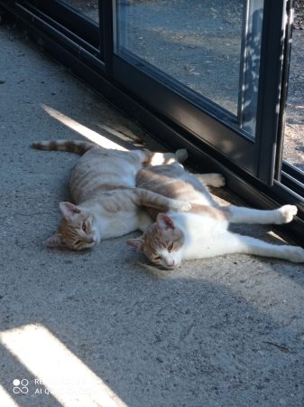 Donne chatons 7 mois élevés par leur mère – Chat / Chaton à donner à Saint Gengoux Le National (71)