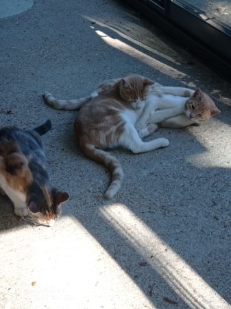 Donne chatons 7 mois élevés par leur mère Donne chatons 7 mois élevés par leur mère – Chat / Chaton à donner à Saint Gengoux Le National (71) (photo 2)