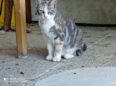 Donne chatons 7 mois élevés par leur mère Donne chatons 7 mois élevés par leur mère – Chat / Chaton à donner à Saint Gengoux Le National (71) (photo 3)