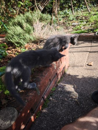 Donne chaton(s) biens élevés – Chat / Chaton à donner à Nueil Les Aubiers (79) (photo 2)