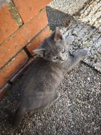 Donne chaton(s) biens élevés – Chat / Chaton à donner à Nueil Les Aubiers (79) (photo 3)