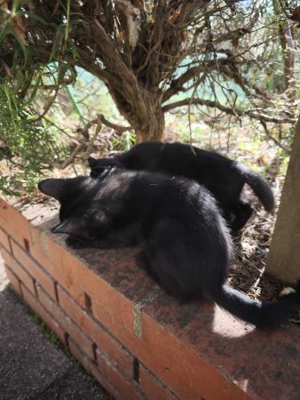 Donne chaton(s) biens élevés – Chat / Chaton à donner à Nueil Les Aubiers (79)