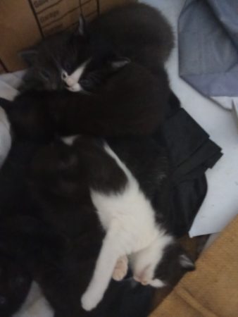 Donne chatons contre bon soins – Chat / Chaton à donner à Raismes (59) (photo 2)