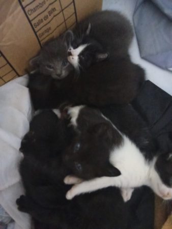 Donne chatons contre bon soins – Chat / Chaton à donner à Raismes (59) (photo 3)