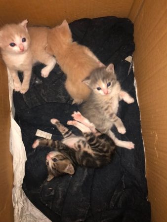 Donne chatons de 10 mois – Chat / Chaton à donner à Perigueux (24)