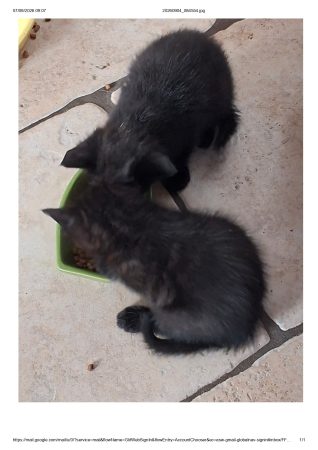Donne chatons nés le 25/07/2026 – Chat / Chaton à donner à Commequiers (85) (photo 3)
