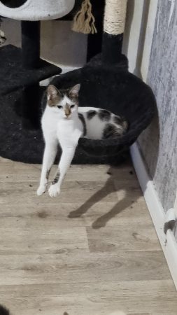 Donne 2 chattes une 3 ans et l'autre 1 an – Chat / Chaton à donner à Senlis (60)