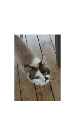 Donne chatte adulte – Chat / Chaton à donner à Saint-Alban (31)