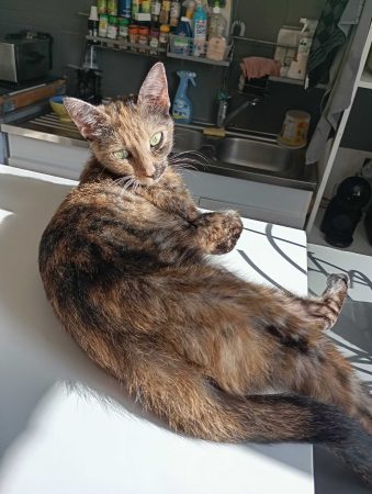 Donne chatte – Chat / Chaton à donner à Lessay (50)