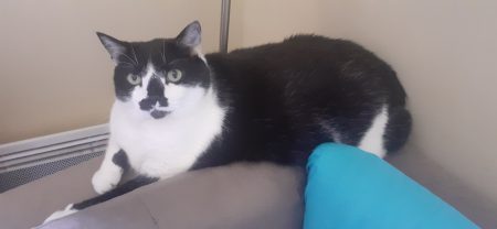 Donne chatte de 8 ans – Chat / Chaton à donner à Paris (75)