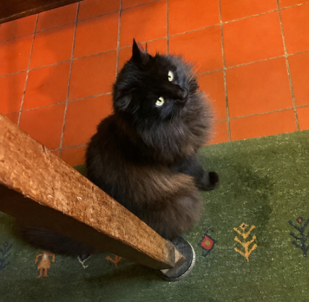 Donne chatte indépendante pouvant vivre toute la journée et la nuit dehors – Chat / Chaton à donner à Quéven (56)