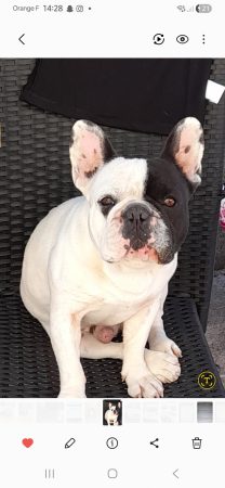 Donne chien – Chien / Chiot à donner à Milly Sur Therain (60)