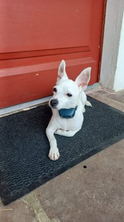 Donne chienne x Jack russel – Chien / Chiot à donner à Hasparren (64)
