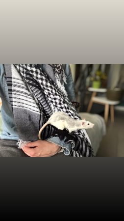 Donne deux rates de 11mois – Rongeur à donner à Urrugne (64) (photo 2)