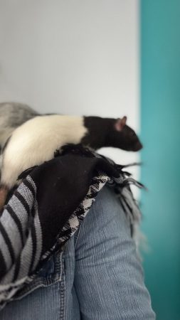 Donne deux rates de 11mois – Rongeur à donner à Urrugne (64) (photo 3)