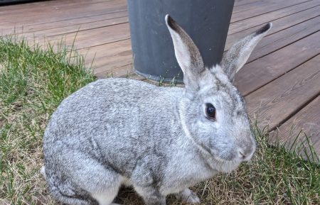 Donne lapin 4 ans très affectueux – Lapin à donner à Sathonay Village (69)