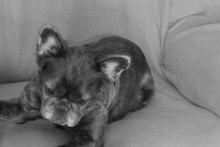 Donne petite chienne bouledogue français Donne petite chienne bouledogue français – Chien / Chiot à donner à Puy L Eveque (46) (photo 2)