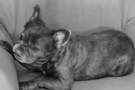 Donne petite chienne bouledogue français Donne petite chienne bouledogue français – Chien / Chiot à donner à Puy L Eveque (46) (photo 3)