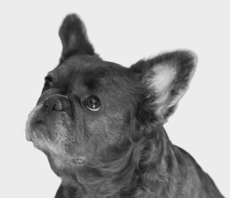 Donne petite chienne bouledogue français – Chien / Chiot à donner à Puy L Eveque (46)