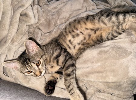 đ± Ă la recherche dâune famille aimante pour mon petit compagnon â€ïž đ± Ă la recherche dâune famille aimante pour mon petit compagnon â€ïž â Chat / Chaton Ă donner Ă Metz (57) (photo 2)