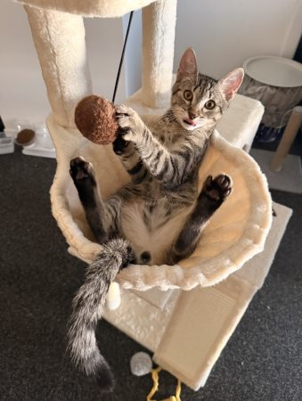 đ± Ă la recherche dâune famille aimante pour mon petit compagnon â€ïž đ± Ă la recherche dâune famille aimante pour mon petit compagnon â€ïž â Chat / Chaton Ă donner Ă Metz (57) (photo 3)