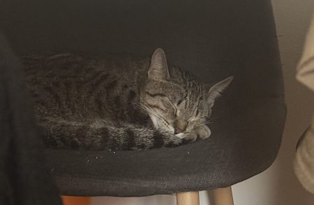 🐱 À la recherche d’une famille aimante pour mon petit compagnon ❤️ – Chat / Chaton à donner à Metz (57)
