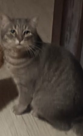 🐱 URGENT — Chat de 3 ans cherche une famille 🐾 – Chat / Chaton à donner à Chambéry (73)