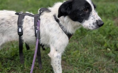 Flurry recherche un foyer où elle pourra pleinement exprimer sa nature calme et affectueuse. Âgée d'un an – Chien / Chiot à vendre à Lyon (69)