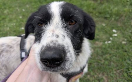 Flurry recherche un foyer où elle pourra pleinement exprimer sa nature calme et affectueuse. Âgée d'un an Flurry recherche un foyer où elle pourra pleinement exprimer sa nature calme et affectueuse. Âgée d'un an – Chien / Chiot à vendre à Lyon (69) (photo 2)